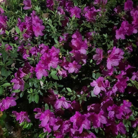 Meet your Posher, Raquel💖 - Picture 2 of 4